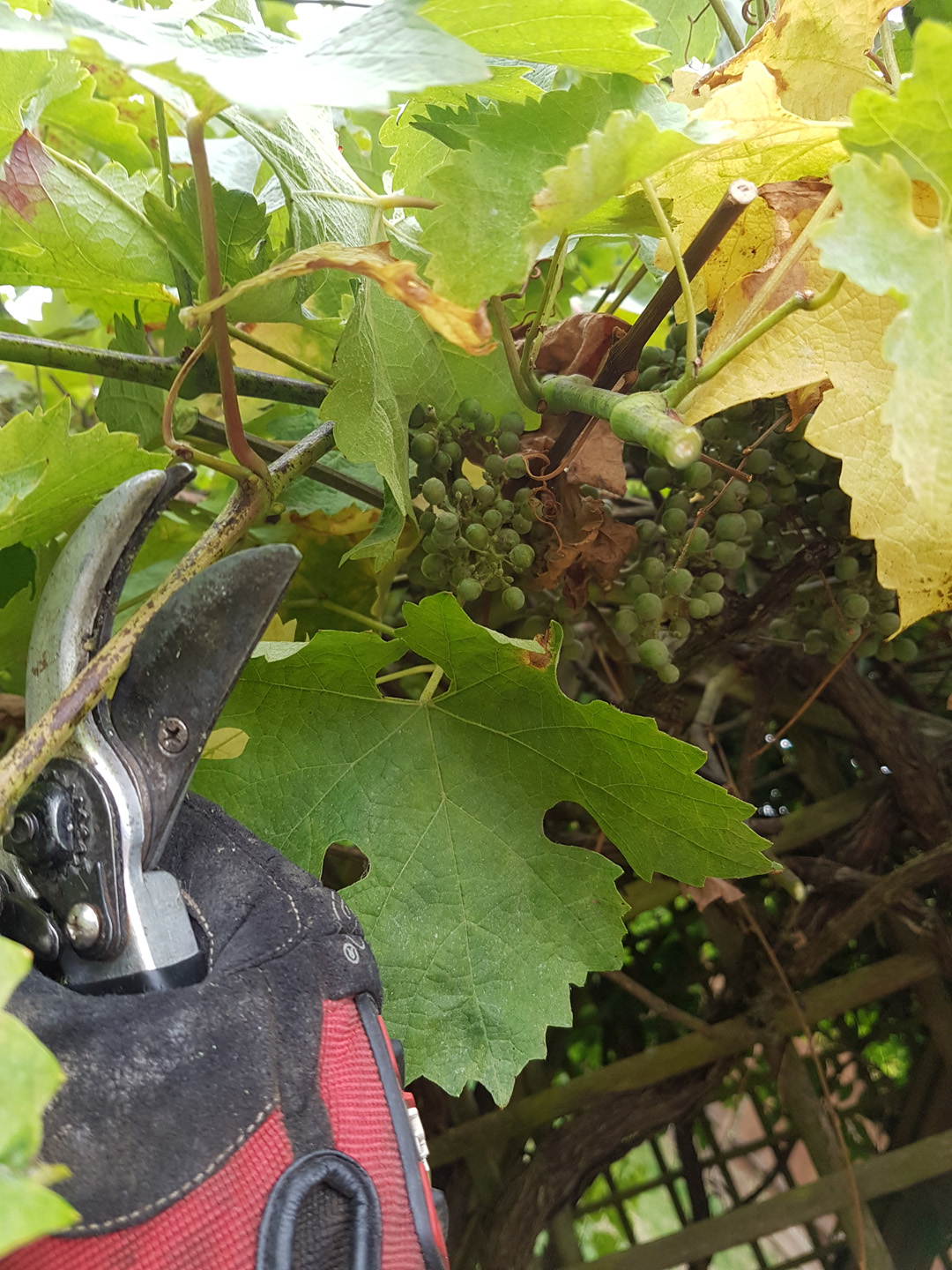 Pruning vine with secateurs